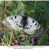 parnassius mnemosyne female1a